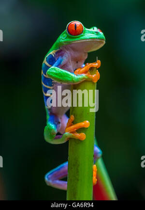 Red-Eyed Raganella in Costa Rica rain forest Foto Stock