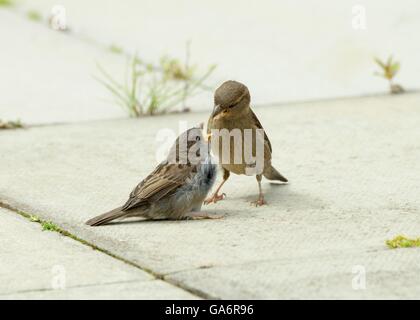 Passera femminile (Passer domesticus) che alimenta l'uccello giovanile Foto Stock