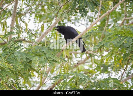 Corvo cubano (Corvus nasicus) appollaiato sul ramo di albero, penisola di Zapata, Cuba Foto Stock