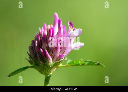 Trifoglio rosso (Trifolium pratense) fiore. Fiore rosa di legume, che mostra i singoli fiori infiorescenza di formatura Foto Stock