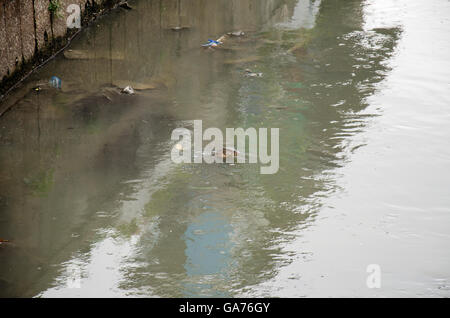 L'elemento di monitoraggio presenza acqua o Varanus salvator nuoto in acque reflue e inquinamento da rifiuti nel canal A Bangkok, in Thailandia Foto Stock