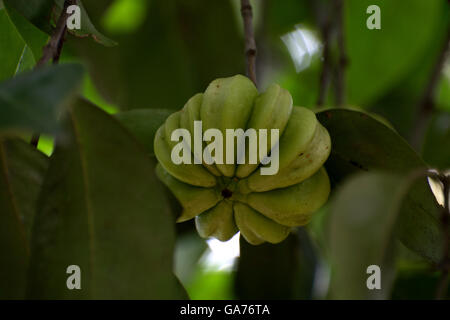 Spice, Garcinia, verde, texture, Strato, Kerala, verde, crudo Foto Stock