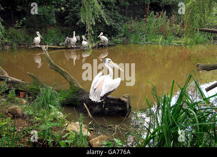 Pellicani alla nuova mostra Borneo Longhouse aperta dalla star del cinema e dall'esploratore Brian Beato al Twycross Zoo, Leicestershire. Foto Stock