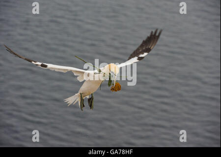 Basstoelpel, Sula bassana, Northern Gannet Foto Stock