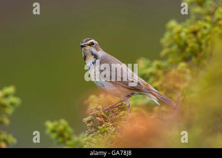 Blaukehlchen rotsterniges femmina (Luscinia svecica svecica) Pettazzurro Foto Stock