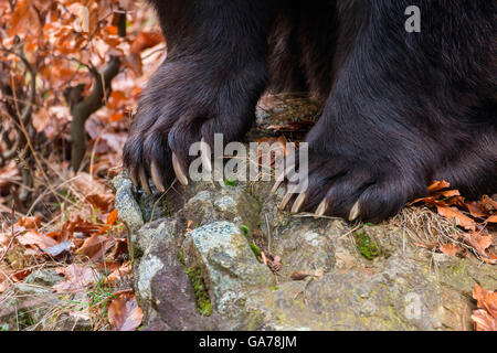 Braunbaer (Ursus arctos) Orso bruno Foto Stock