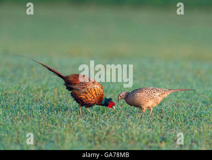 Fasan (Phasianus colchicus) Comune Fagiano Foto Stock