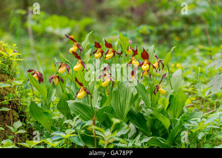 Frauenschuh (Cypripedium calceolus) Signora slipper Orchid Foto Stock