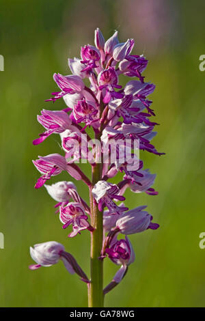 Helmknabenkraut, Orchis militaris, Orchidea militare Foto Stock