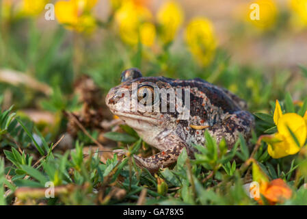 Knoblauchkroete (Pelobates fuscus) Spadefoot comune Foto Stock