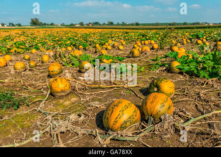 Campo di zucche, Weinviertel, Austria Foto Stock