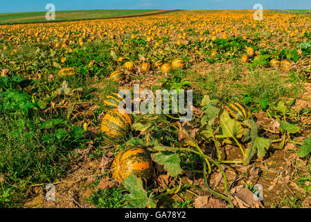 Campo di zucche, Weinviertel, Austria Foto Stock