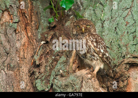 Steinkauz, Athene noctua, Civetta Foto Stock