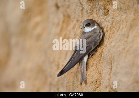 Uferschwalbe, Riparia Riparia, sabbia Martin Foto Stock