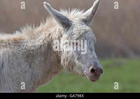 Asino domestico, albino Foto Stock