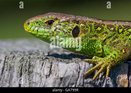 Zauneidechse (Lacerta agilis) Sabbia Lizard Foto Stock