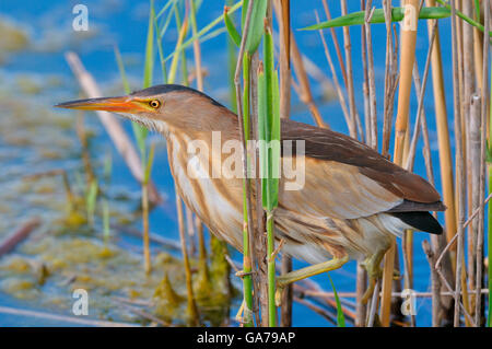 Zwergdommel, Ixobrychus minutus, tarabusino, femmina Foto Stock