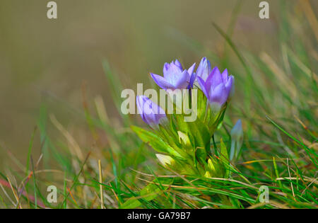 Chiltern Genziana Foto Stock