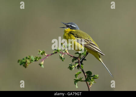 Blue-headed Wagtail giallo (Motacilla flava)Schafstelze (Motacilla flava) Foto Stock