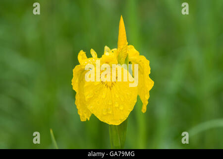 Bandiera gialla (Iris pseudacorus) Foto Stock