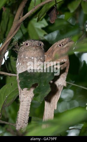 L'immagine di Srilanka Frogmouth (Batrachostomus moniliger) in Kerala, India Foto Stock