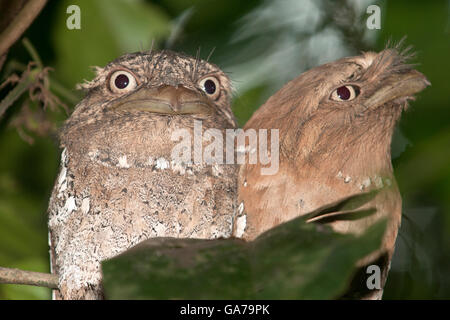 L'immagine di Srilanka Frogmouth (Batrachostomus moniliger) in Kerala, India Foto Stock