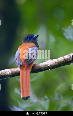 L'immagine del Malabar Trogon (Harpactes fasciatus ) è stato preso in Kerala, India Foto Stock