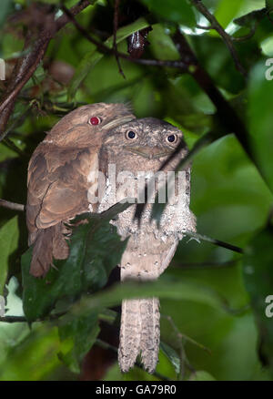 L'immagine di Srilanka Frogmouth (Batrachostomus moniliger) in Kerala, India Foto Stock