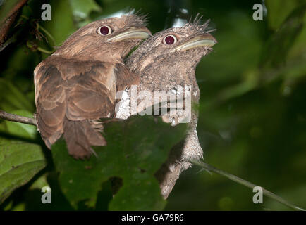 L'immagine di Srilanka Frogmouth (Batrachostomus moniliger) in Kerala, India Foto Stock