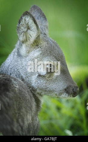 Sergei è uno dei due bambini di cervo muschio siberiano nato allo zoo di Edimburgo. Foto Stock