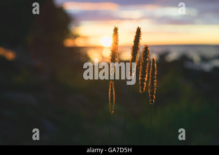 Primo piano su erba reed orecchi contro il tramonto, tramonto sfondo astratto Foto Stock
