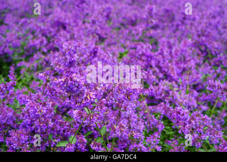 Sfondo di Nepeta cataria o nepitella fiori con gocce dopo la pioggia. Profondità di campo Foto Stock