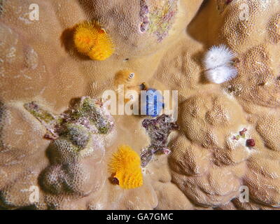 Vita sottomarina, albero di Natale worm, Spirobranchus giganteus, incrostati nel lobo del corallo, oceano pacifico, Polinesia Francese Foto Stock