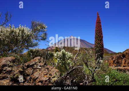 Il Teide Bugloss fiore (Echium wildpretii) oraginaceae famiglia, endemica al vulcano Teide e Bianco fiore Genistea, Teide Volcanco. Foto Stock