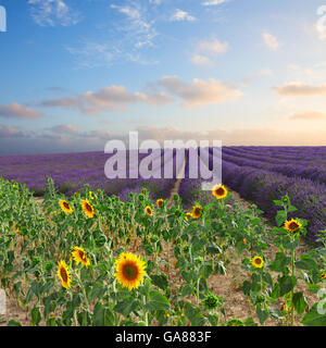 Semi di girasole e campo di lavanda Foto Stock