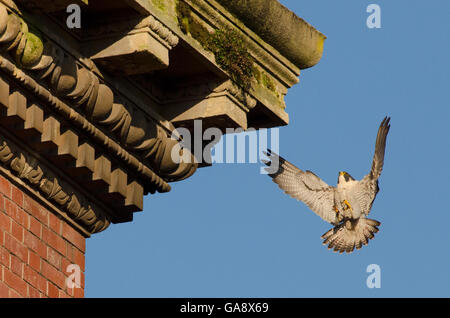 Falco pellegrino (Falco peregrinus), maschio adulto di atterraggio su edificio. Bristol, Regno Unito. Marzo. Foto Stock