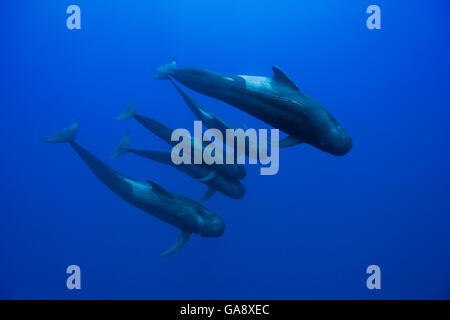 Gruppo di corto-alettato balene pilota (Globicephala macrorhynchus) in acque aperte, forse tutta la famiglia con il maschio e la femmina e i vitelli, Costa Rica. Oceano Pacifico. Foto Stock