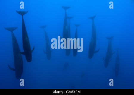 Gruppo di corto-alettato balene pilota (Globicephala macrorhynchus) nuotare giù in acqua profonda, Costa Rica. Oceano Pacifico. Foto Stock