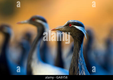 Demoiselle gru (Anthropoides virgo) gregge, India. Foto Stock