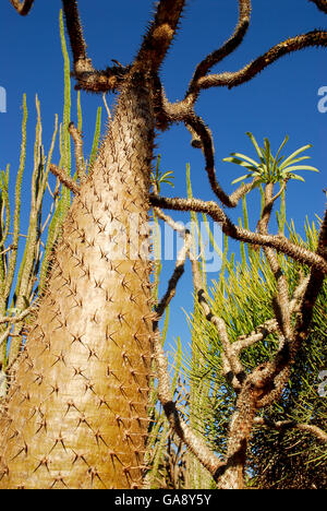 Spinosa tronco di albero (Pachypodium sp) Riserva Berenty, Madagascar. Foto Stock