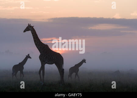 Masai giraffe (Giraffa camelopardalis tippelskirchi) profilarsi all'alba, Masai-Mara Game Reserve, in Kenya. Foto Stock