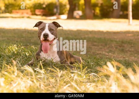 Bel ritratto di un American Staffordshire terrier cane. Foto Stock