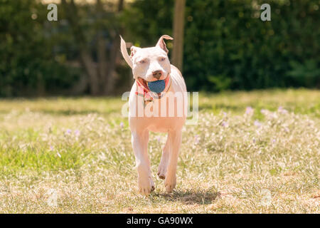 Bello cane con una palla nella sua bocca a suonare in un parco. Foto Stock