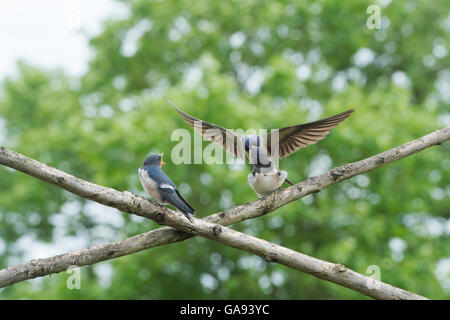 Hirundo rustica. Fledged Rondini essendo alimentato su canne di bambù da un uccello adulto Foto Stock