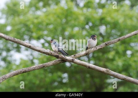 Hirundo rustica. Fledged rondini in attesa di essere alimentato su canne di bambù da un uccello adulto Foto Stock