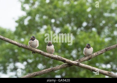 Hirundo rustica. Fledged rondini in attesa di essere alimentato su canne di bambù da un uccello adulto Foto Stock