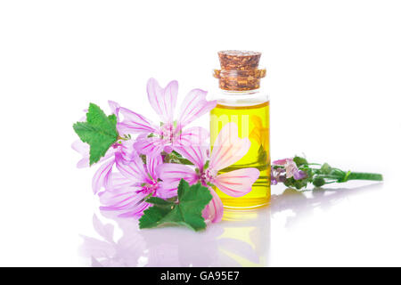 Malva extrac o olio essenziale in un piccolo vaso con fiori malva isolato su uno sfondo bianco Foto Stock