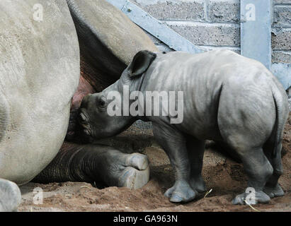 Mazumba, il piccolo Rhino Bianco Africano, fa il suo debutto pubblico insieme a madre Dorethy nel loro nuovo recinto al Blair Drummond Safari Park vicino a Stirling. Foto Stock