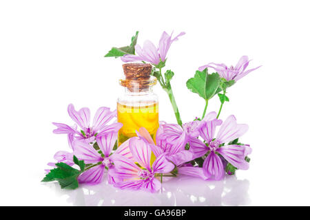 Malva extrac o olio essenziale in un piccolo vaso con fiori malva isolato su uno sfondo bianco Foto Stock