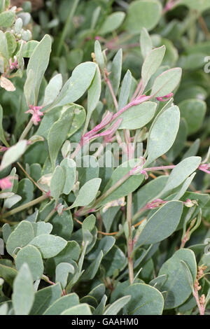 Sea Purslane Atriplex portulacoides Saltmarsh una pianta con foglie commestibili Foto Stock